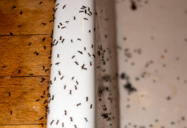 Best Pest Prevention Services  in Seven Fields, PA